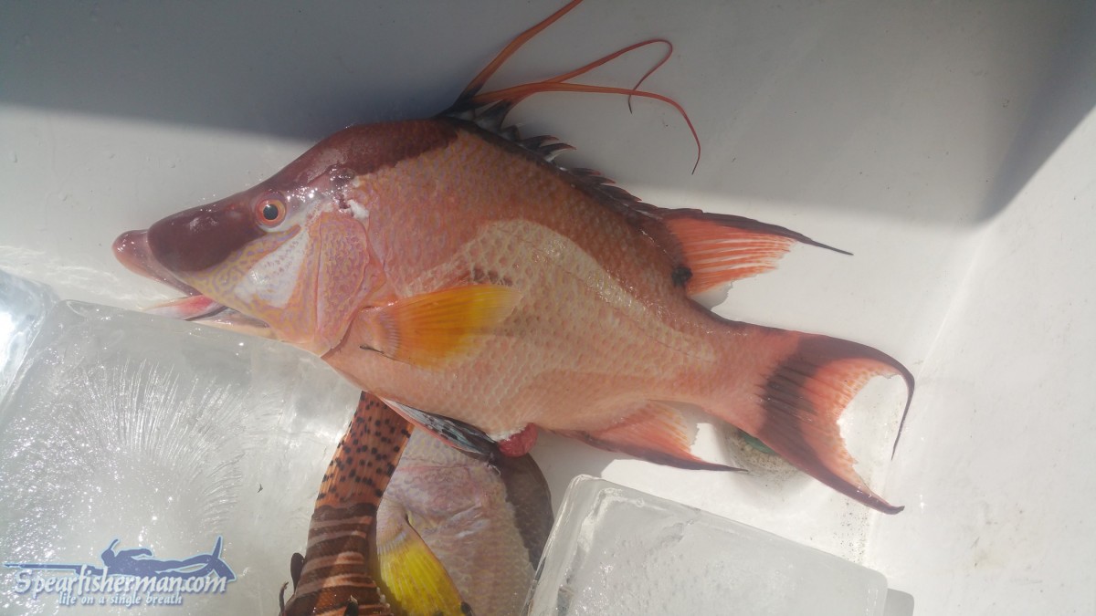 Spearfishing Gallery 2017