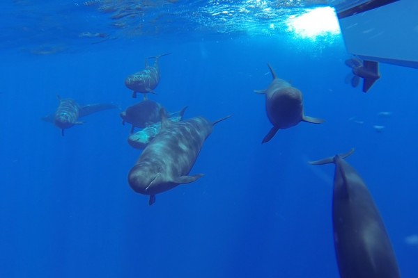 pilotwhales1
