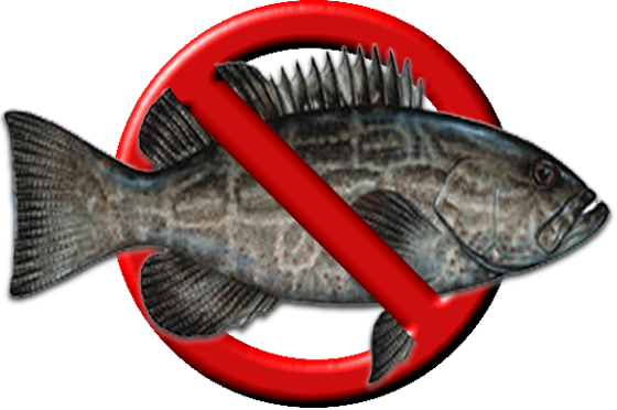 NO Black grouper