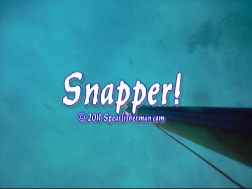 snapper 2011