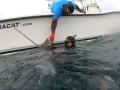 2019 Pirate Trip - #50 black grouper
