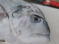 key largo african pompano sailfish77