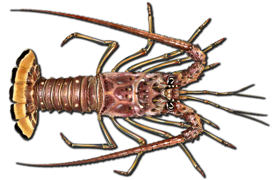 CaribbeanSpinyLobster 560 2