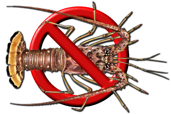 NO CaribbeanSpinyLobster