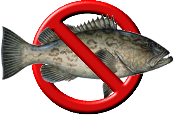 NO Black grouper
