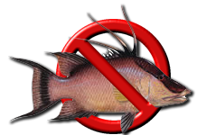 NO hogfish