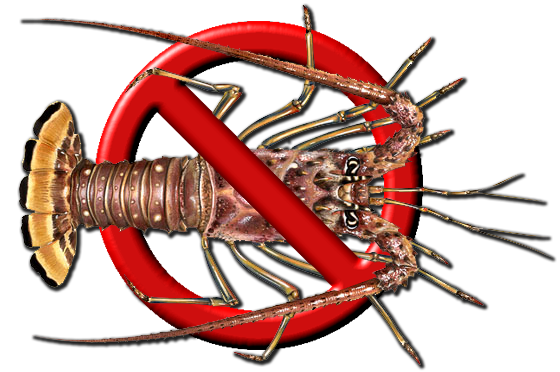 CaribbeanSpinyLobster 560 2