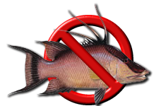 Hogfish